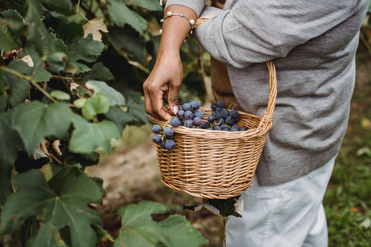 resveratrol