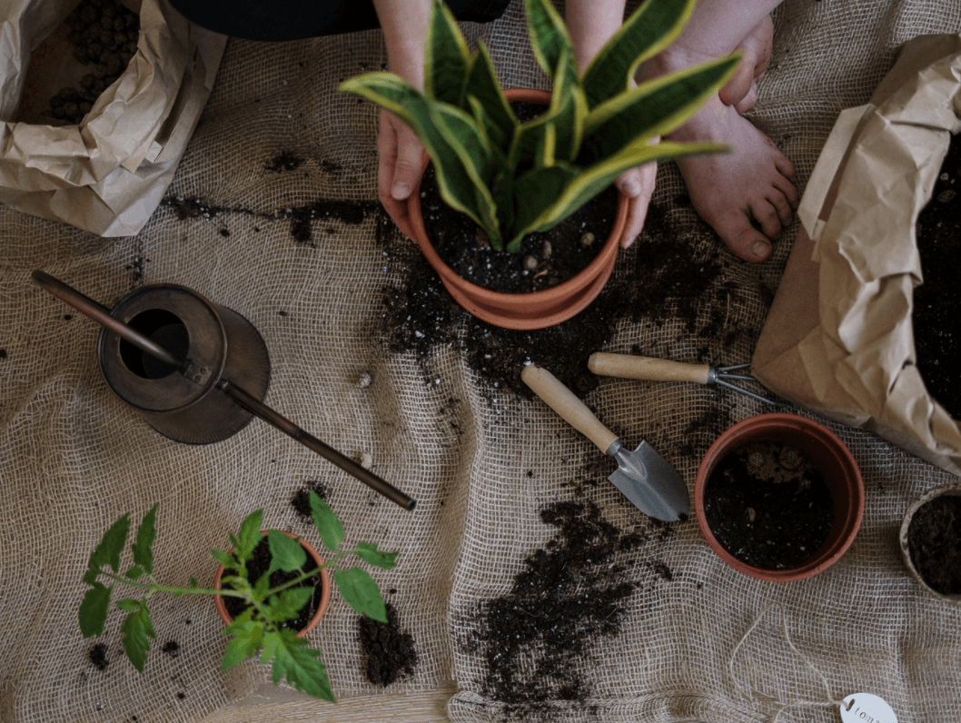 Mãe de planta – Você está cuidando bem das suas plantas? - Beauts