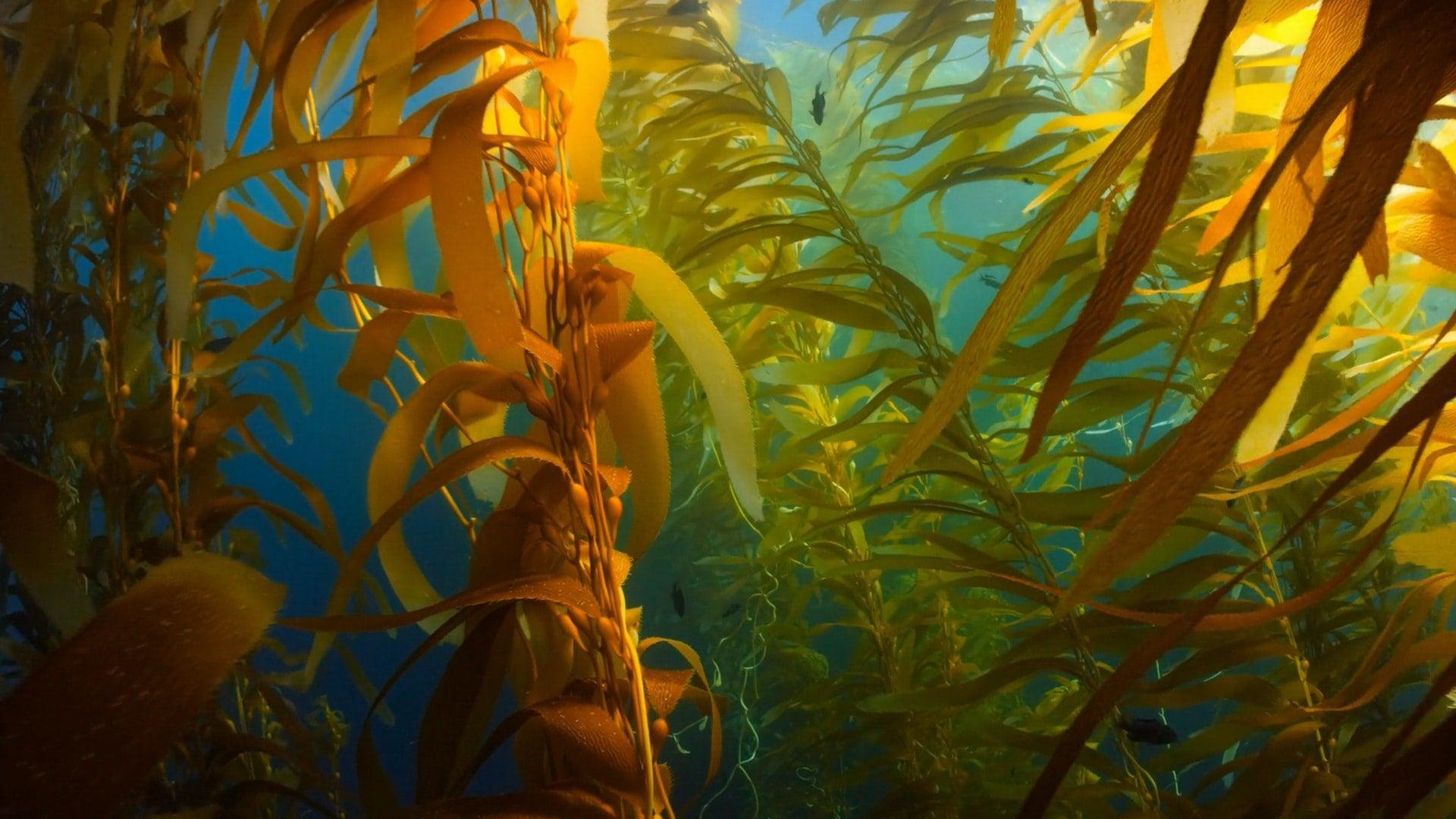 Conheça os benefícios das algas marinhas para a pele - Beauts
